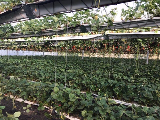 Land with greenhouse in Soure, Coimbra