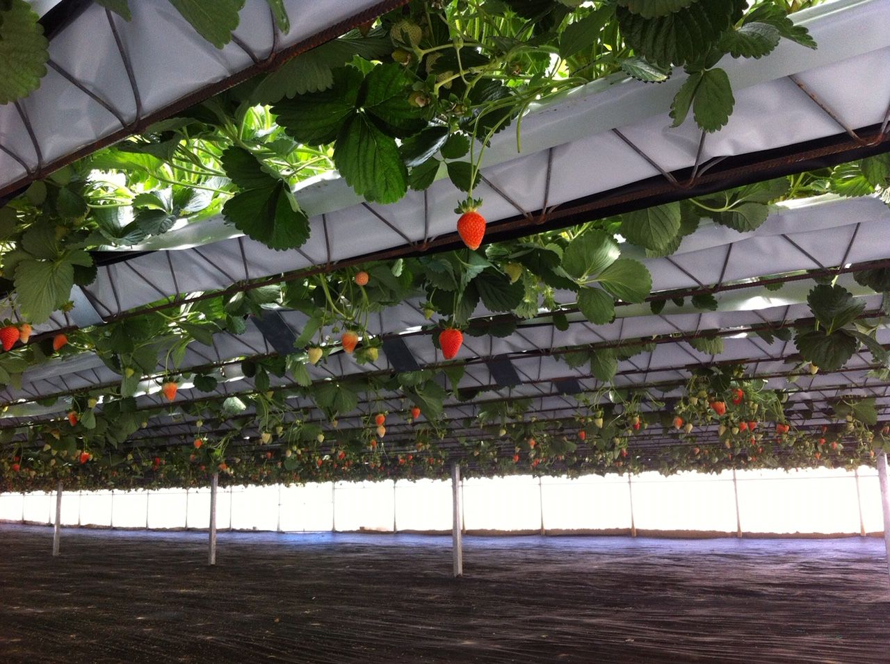 Land with greenhouse in Soure, Coimbra